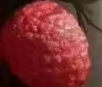 ȫӲ