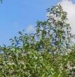 ʻζ