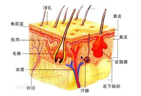 关于尊龙凯时术后的疤痕问题