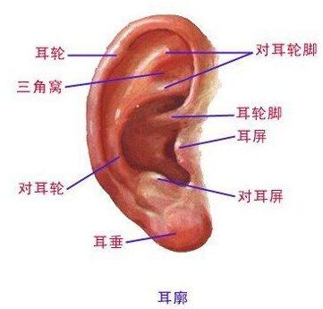 这样缝合，你的耳廓外伤缺损就能好