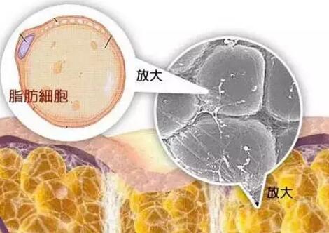 ������ʧ�ܣ�Ϊ�β����Գ�֬