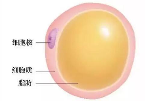 ������ʧ�ܣ�Ϊ�β����Գ�֬