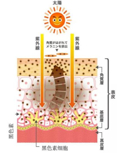 Ӣŵ��ȥ�ڵ���С��ƿ�������ֲ����������ߵ㶼û�ˡ�