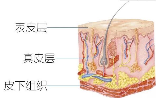 ��ü֮ǰ������Ҫ�˽��5��ϸ��