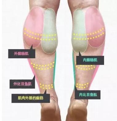 ��ҽ�����ա�֬��ϸ����������100-1000��